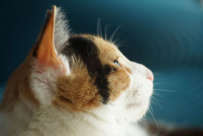 Young cat head side profile with pointed ears. dark turquoise background. thoughtful, yearning look.