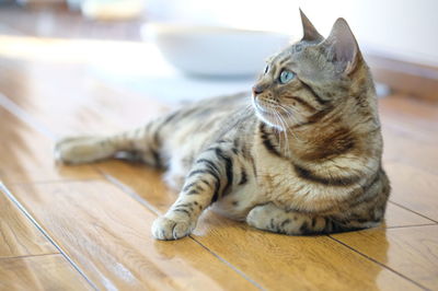 Cat lying on floor