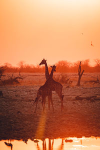 View of horse on land against sky during sunset