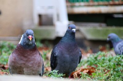 Close-up of birds perching on ground