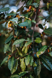 Close-up of berries growing on plant