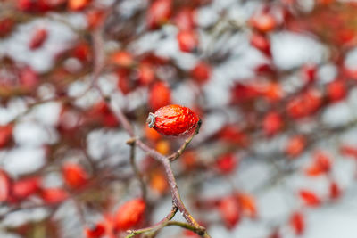 Close-up of strawberry growing on tree