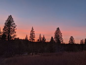 Silhouette trees on field against sky during sunset