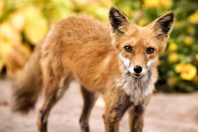 Portrait of red fox standing on field