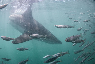 Sharks swimming in sea