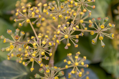 Close-up of flowering plant