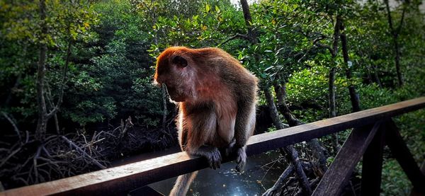 Monkey in a forest