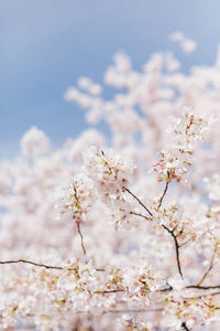 Low angle view of apple blossoms in spring