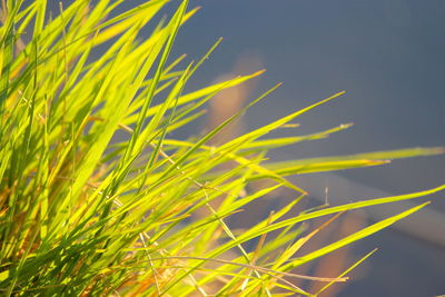 Close-up of plant growing on field against sky