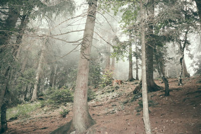 Pine trees in forest