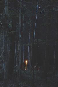 Trees in forest at night