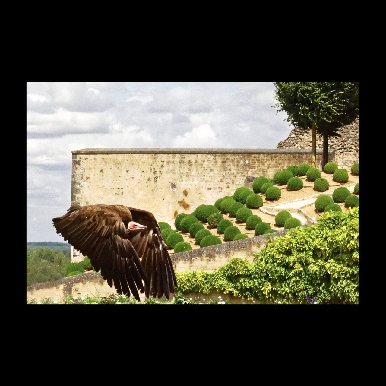 cloud - sky, plant, bird, vertebrate, nature, animal themes, tree, sky, day, animal wildlife, animals in the wild, animal, architecture, no people, transfer print, flying, one animal, auto post production filter, built structure, outdoors