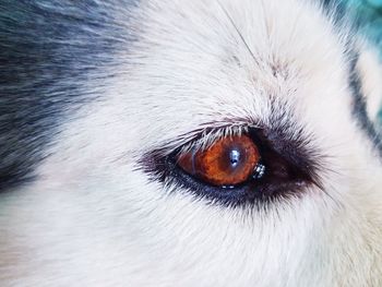 Close-up portrait of dog