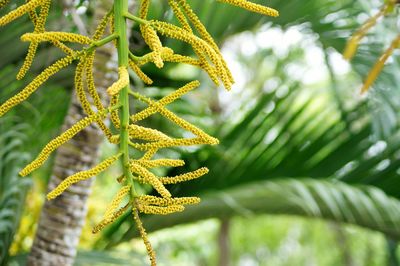 Close-up of fern leaves on tree