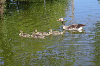 Ducks swimming in lake