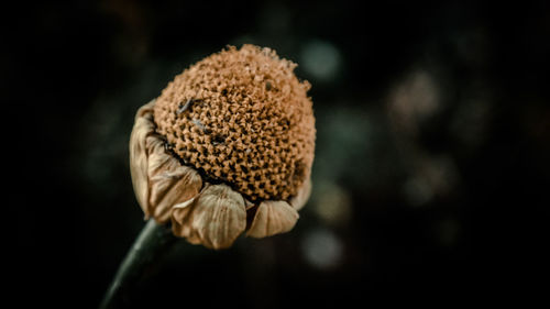 Close-up of flowers against blurred background