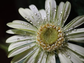 Close-up of wet white gerbera daisy