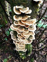 Close-up of mushrooms growing on tree trunk in forest