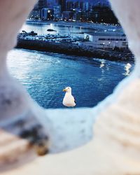 Close-up of seagull perching on shore