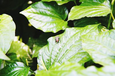 Close-up of ladybug on leaf