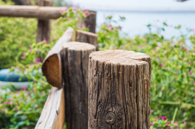 Close-up of wooden tree stump