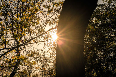 Low angle view of sunlight streaming through trees in forest