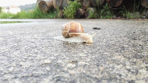 Close-up of snail on footpath