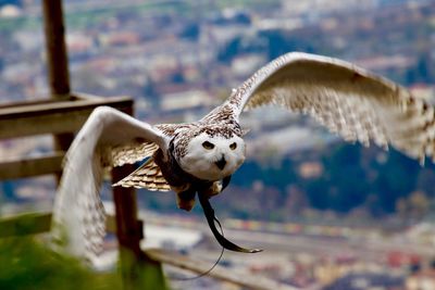 Close-up of eagle flying