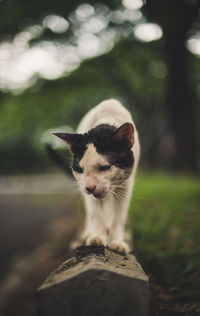 Close-up of a cat