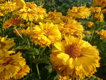 Close-up of yellow flower