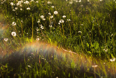 Close-up of grass growing in field