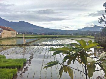 Scenic view of agricultural field against sky