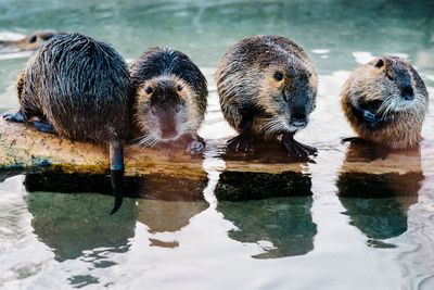 View of beavers swimming in lake