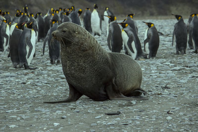 Full length of elephant on shore