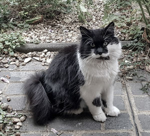 Portrait of cat sitting outdoors