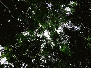 Low angle view of trees against sky