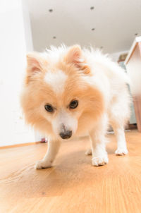 Close-up portrait of a dog