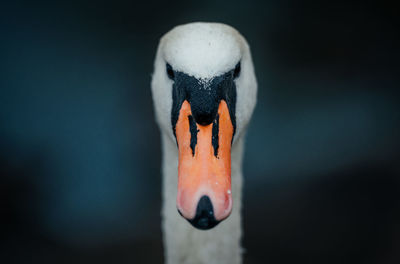 Close-up of snow on leaf