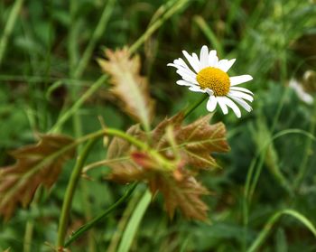 Close-up of white daisy flower