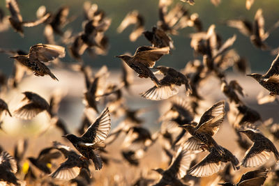 Close-up of birds flying
