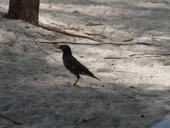 Close-up of bird