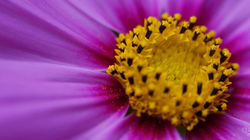 Close-up of purple flower