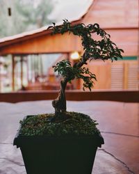 Close-up of small potted plant on table