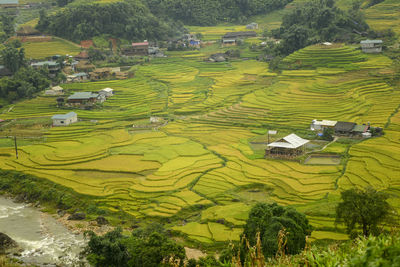 High angle view of rice field