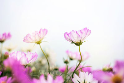 Close-up of pink cosmos flowers