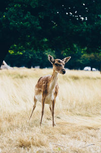 Deer standing on grassy field