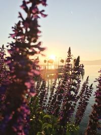 Purple flowering plants against sky during sunset