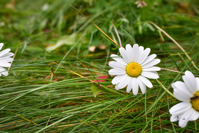 Close-up of white flowering plant on field