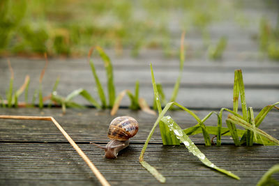 Close-up of snail on leaf