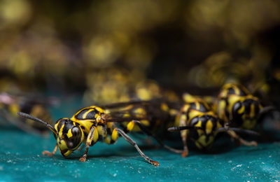 Close-up of insect